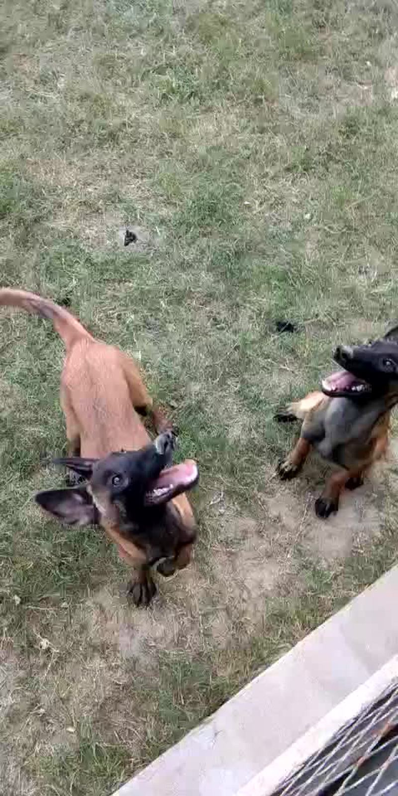 活动秒杀一批双血统科目马犬，包健康，全国发货