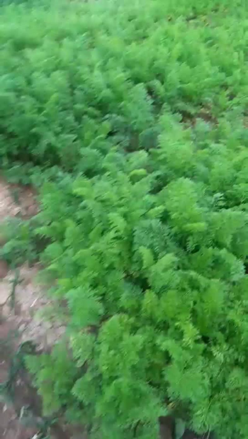 水果红萝卜
