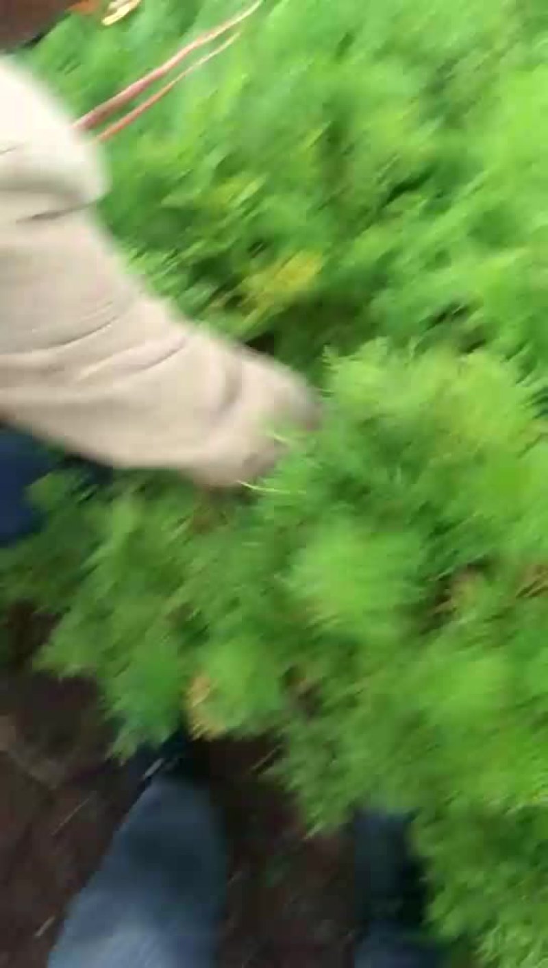 水果红萝卜