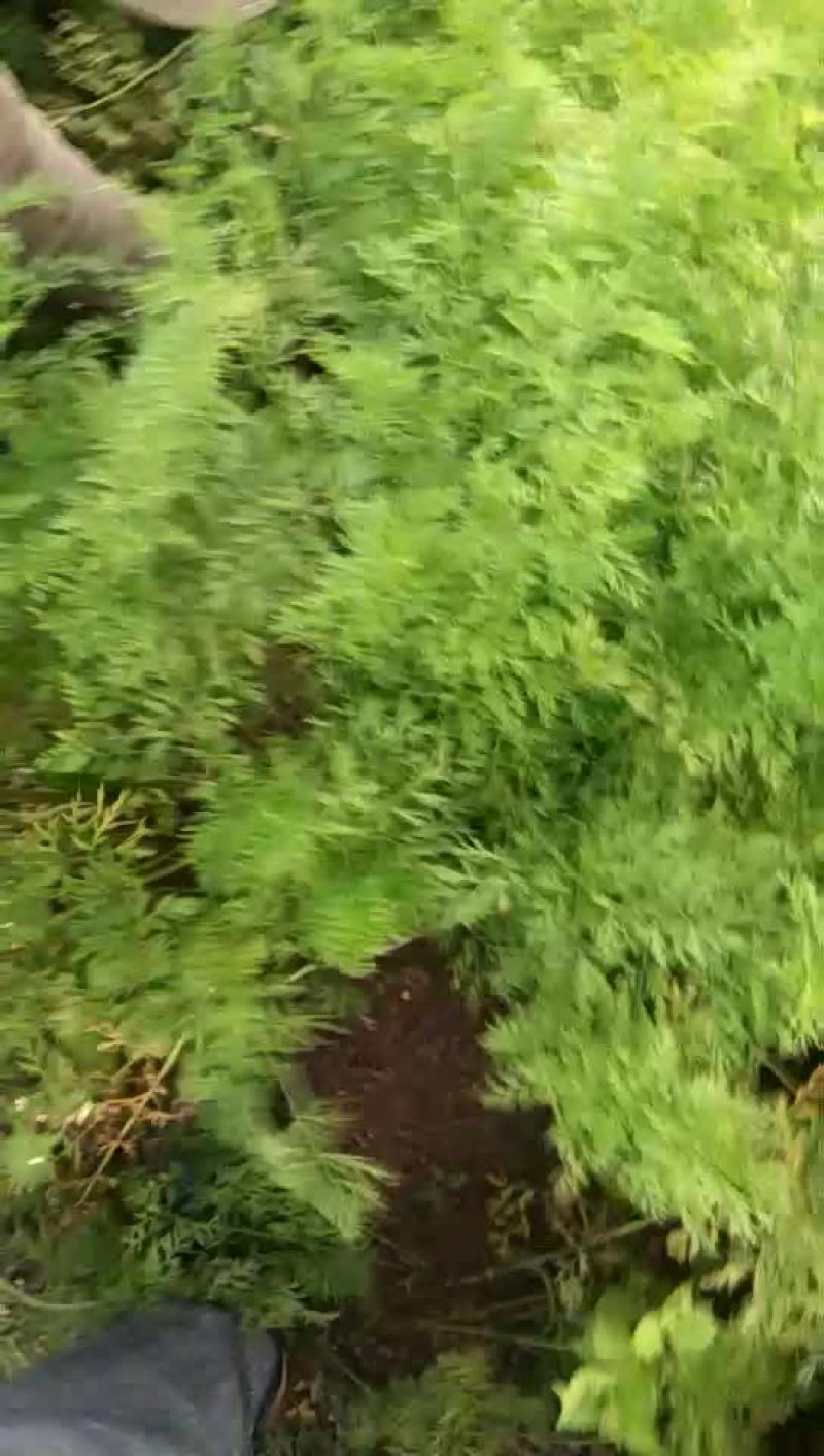 水果红萝卜