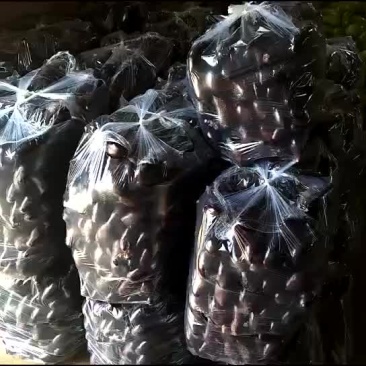 茄子