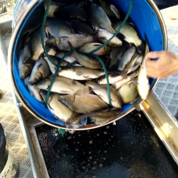 鲫鱼纯正，规格整齐数量允足
