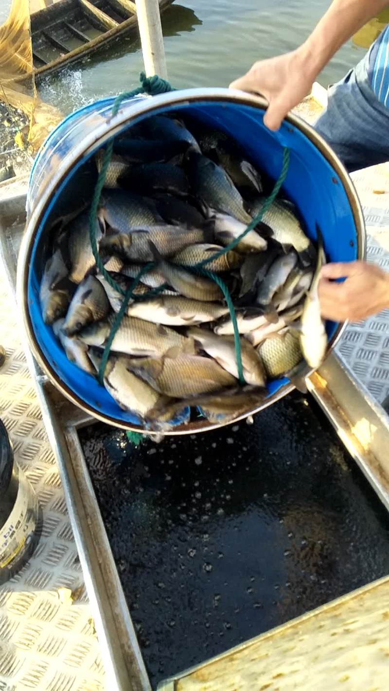 鲫鱼纯正，规格整齐数量允足