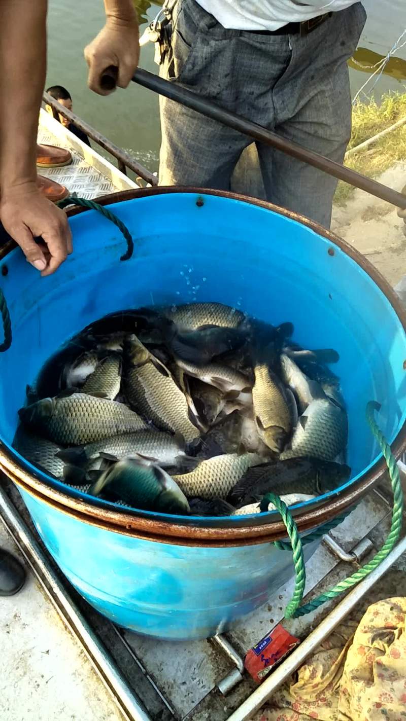 鲫鱼纯正，规格整齐数量允足