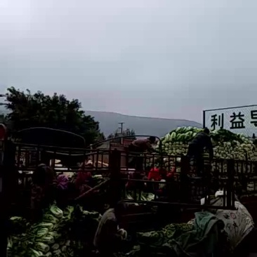 大白菜大量上市，每天150吨的量