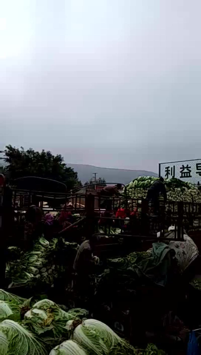 大白菜大量上市，每天150吨的量