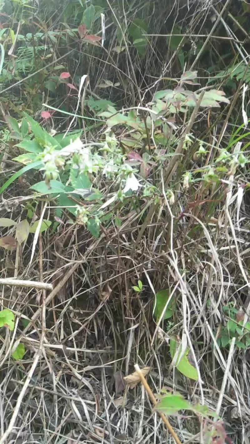 野沙参欢迎各位订购货不多