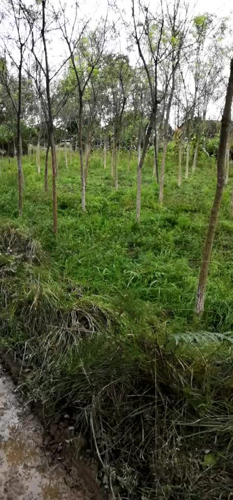 国槐
