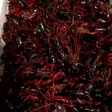 龙虾