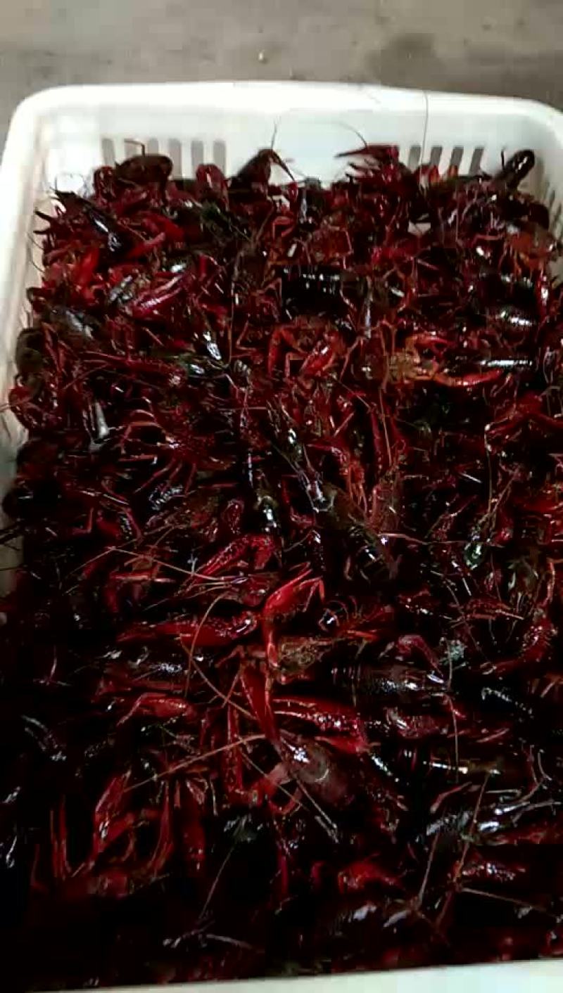 龙虾