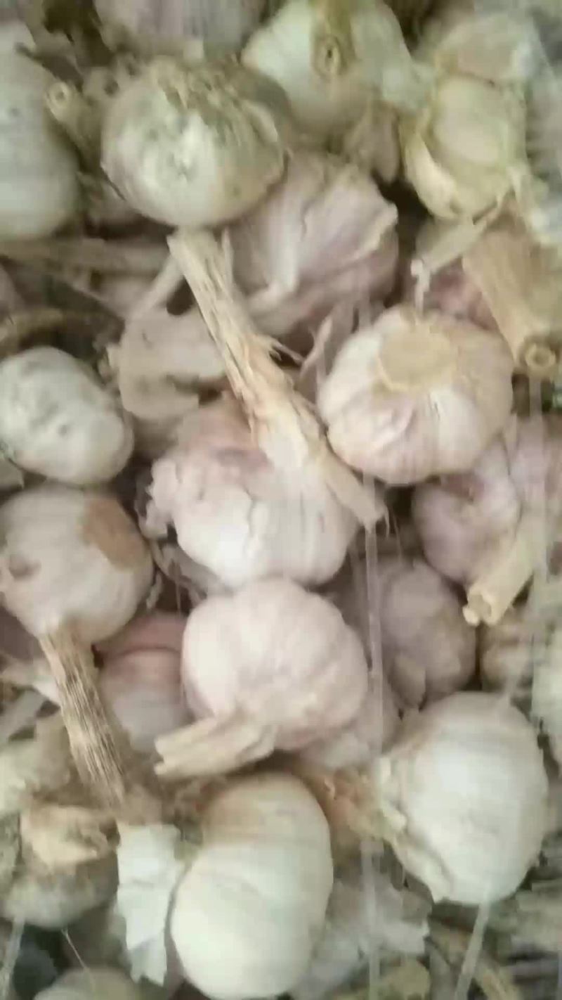 代购，代销蒜米料