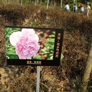 观赏芍药
