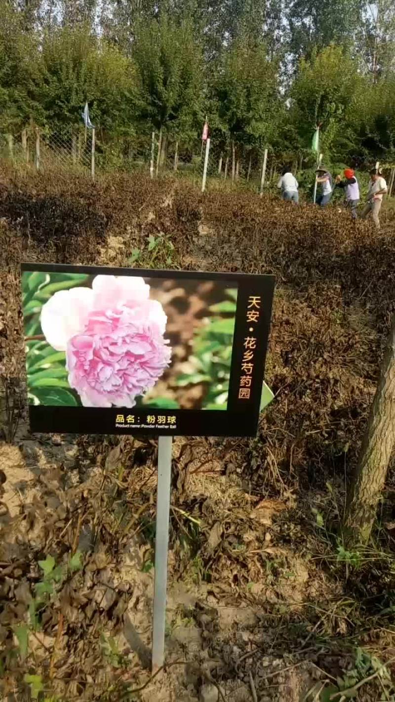 观赏芍药