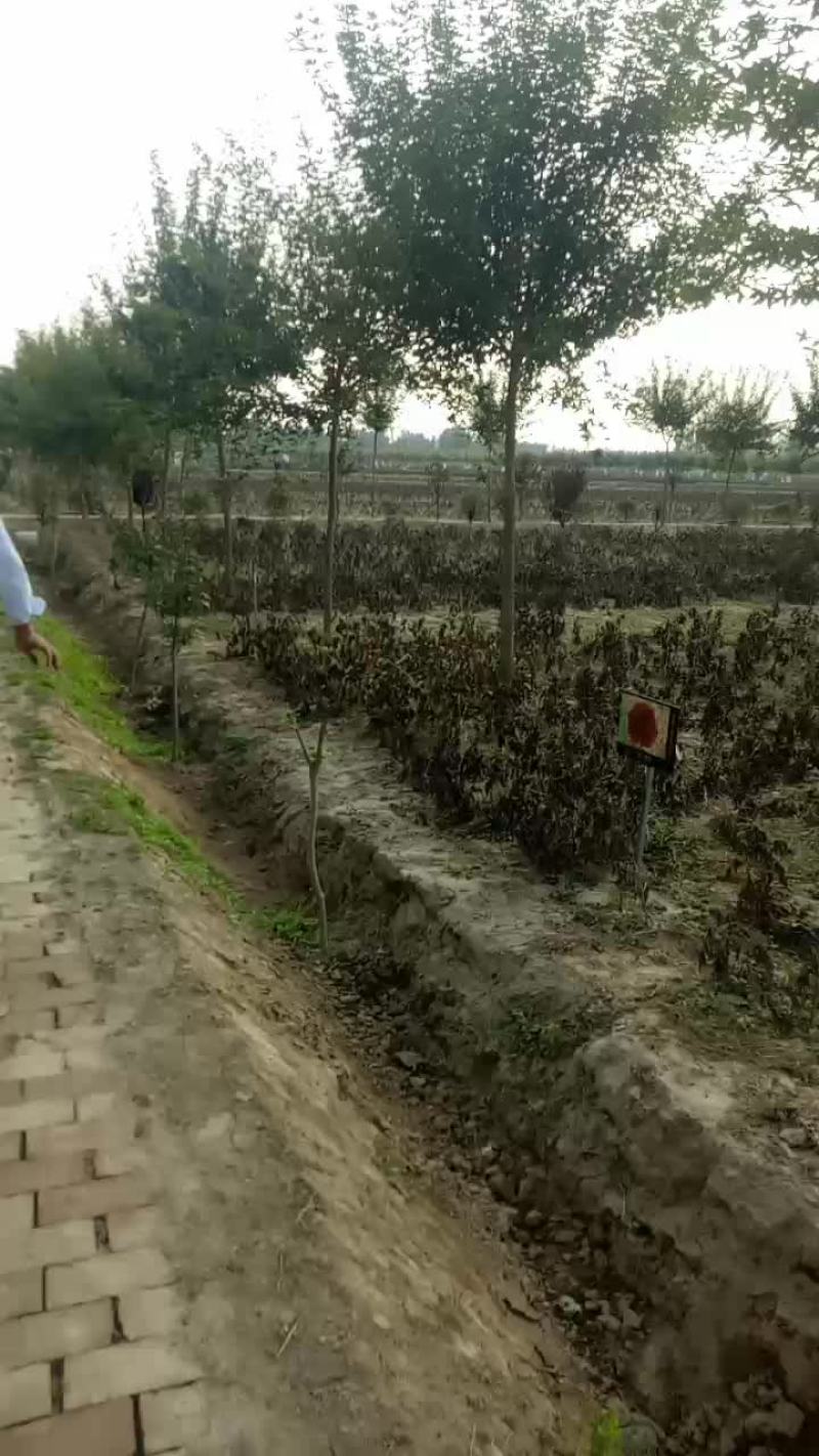 观赏芍药