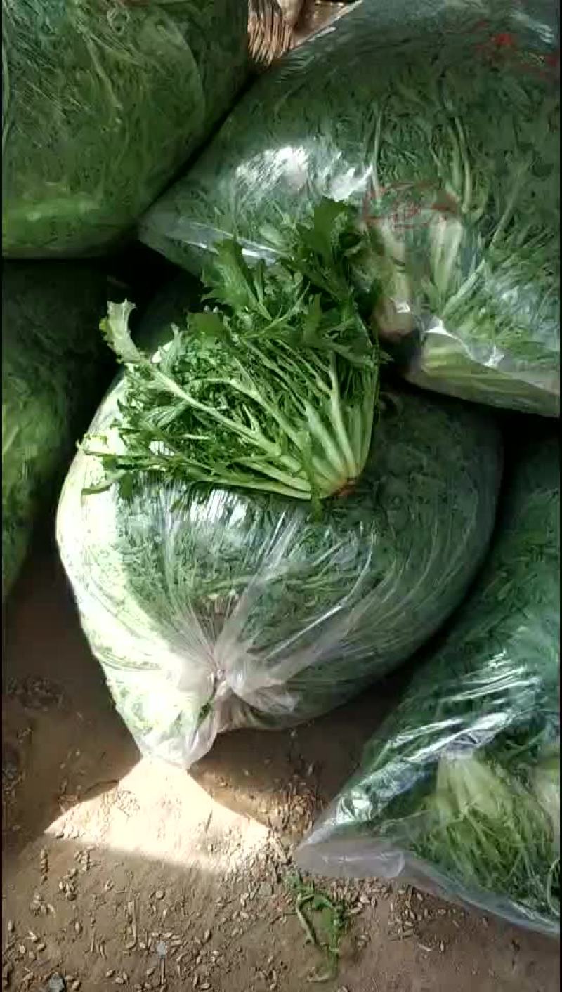【散叶生菜】产区大量现货直发，价格公道，欢迎来电咨询