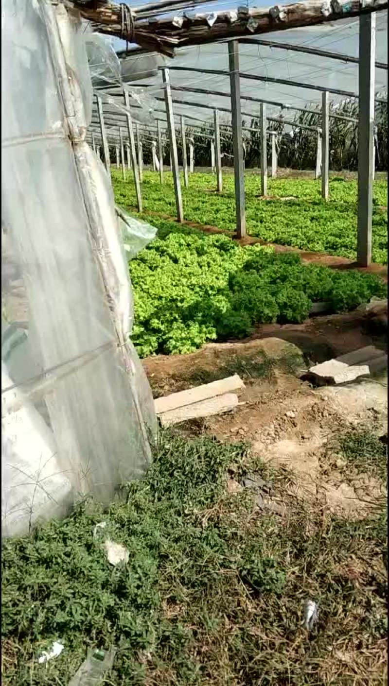 【散叶生菜】产区大量现货直发，价格公道，欢迎来电咨询