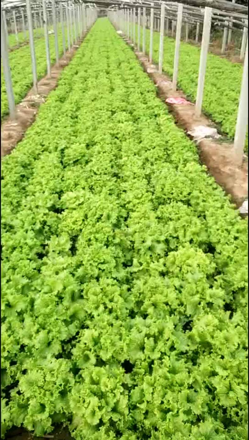 【散叶生菜】产区大量现货直发，价格公道，欢迎来电咨询