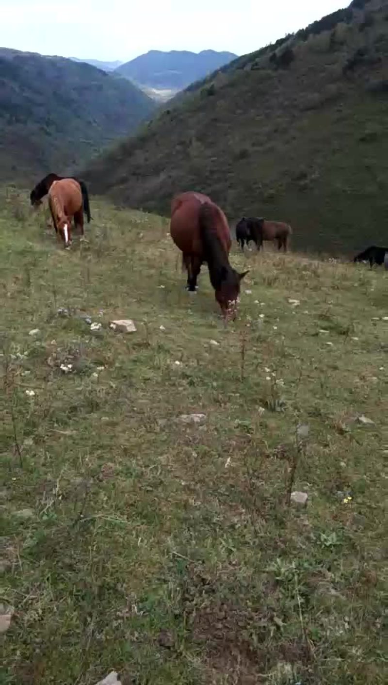 肉马