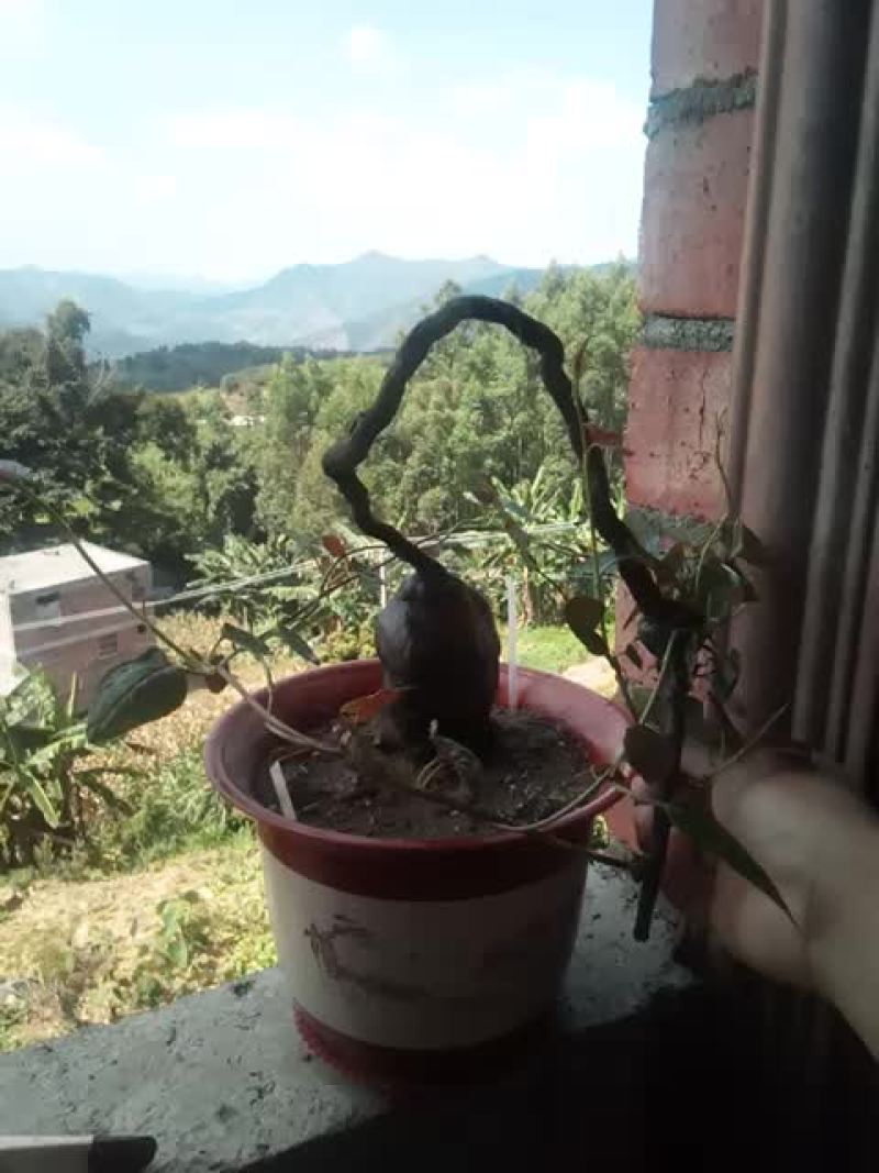 盆景何首乌