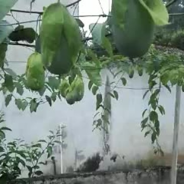 绿皮百香果苗
