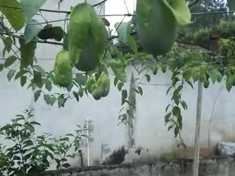 绿皮百香果苗