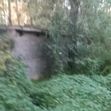 国槐原生树