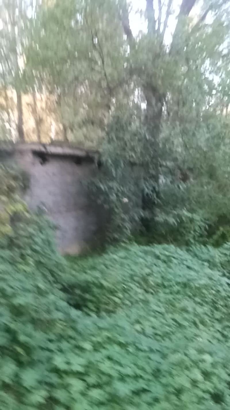 国槐原生树