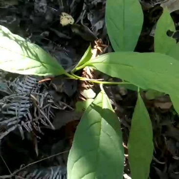 黄花倒水莲，规格30一50公分