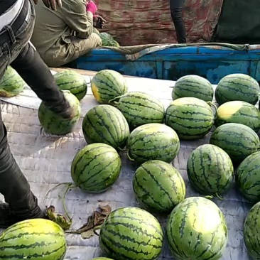 京新西瓜