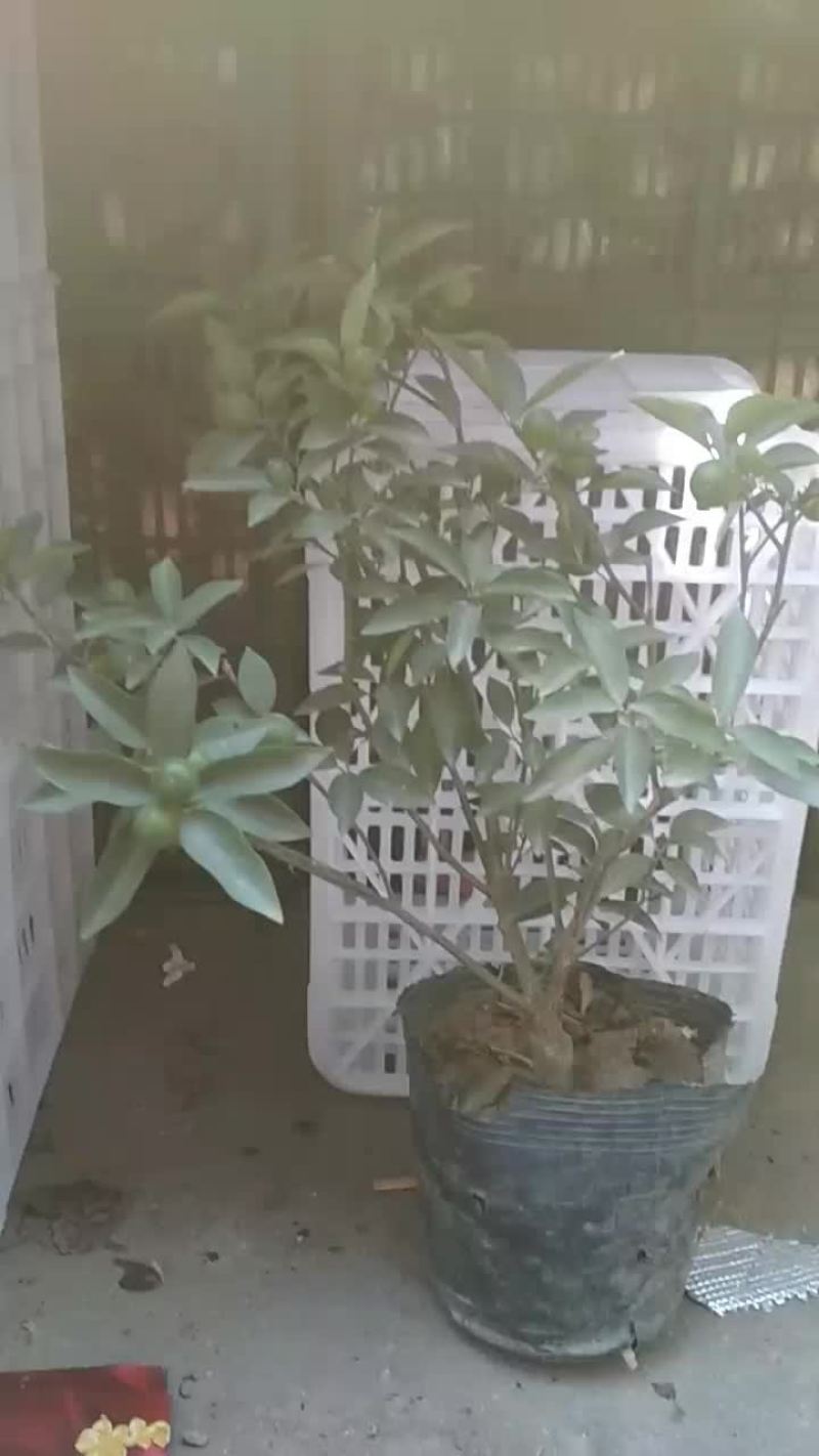 盆栽金桔