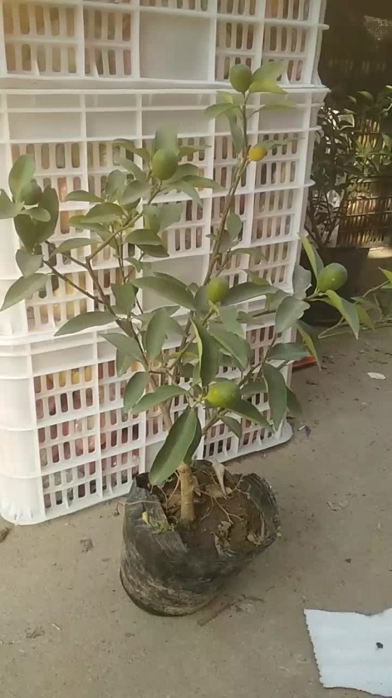 盆栽金桔
