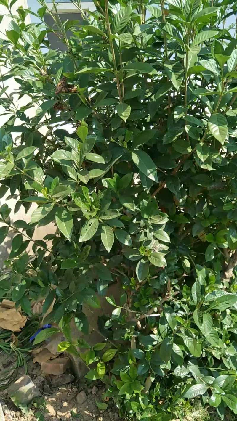栀子花