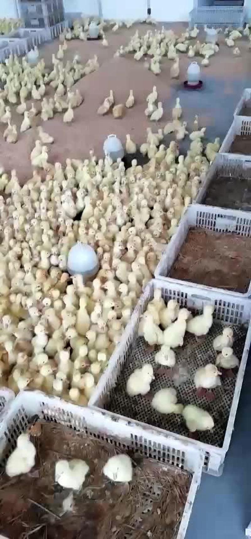 鹅苗