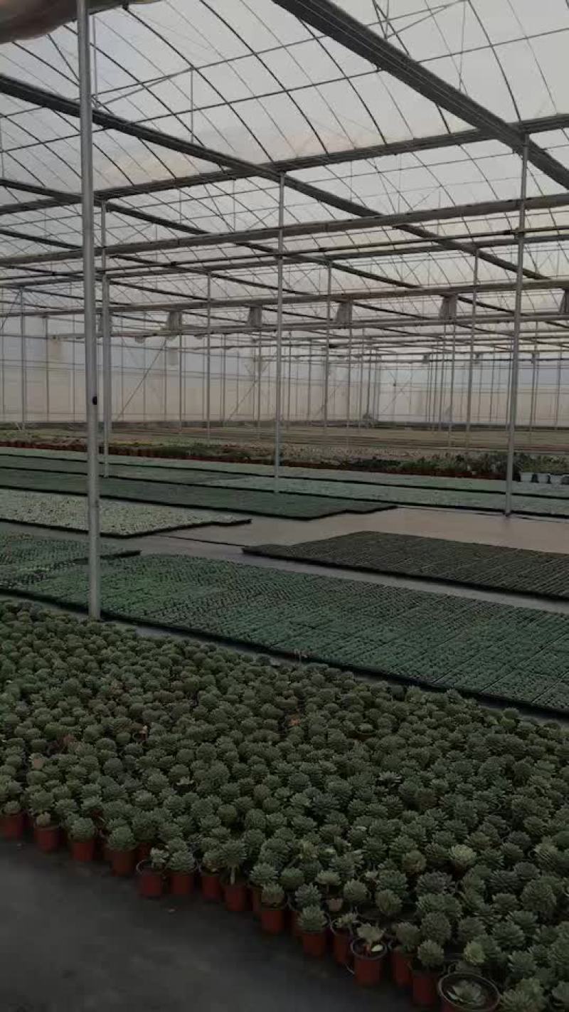 无土多肉伯乐萌萌懒人肉肉.干净方便易打理