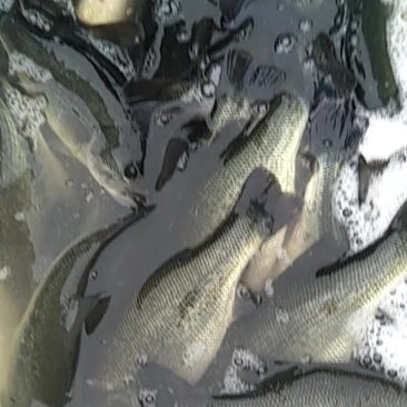 鲈鱼