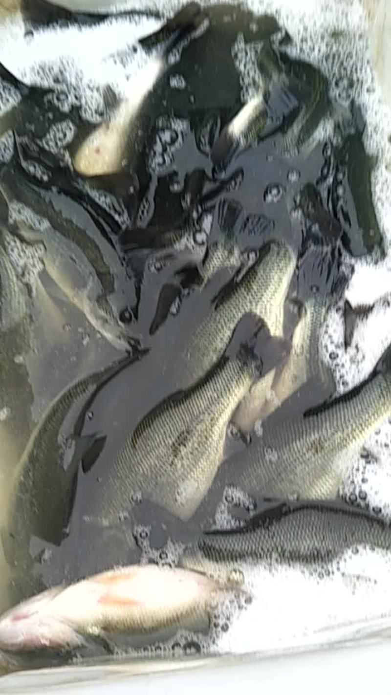 鲈鱼