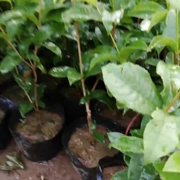 四季桂花，带分叉，好树型，