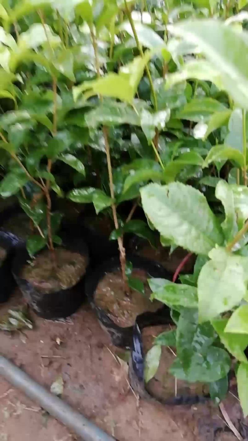 四季桂花，带分叉，好树型，