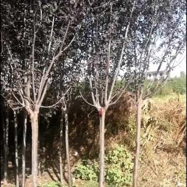 红叶李大量现货