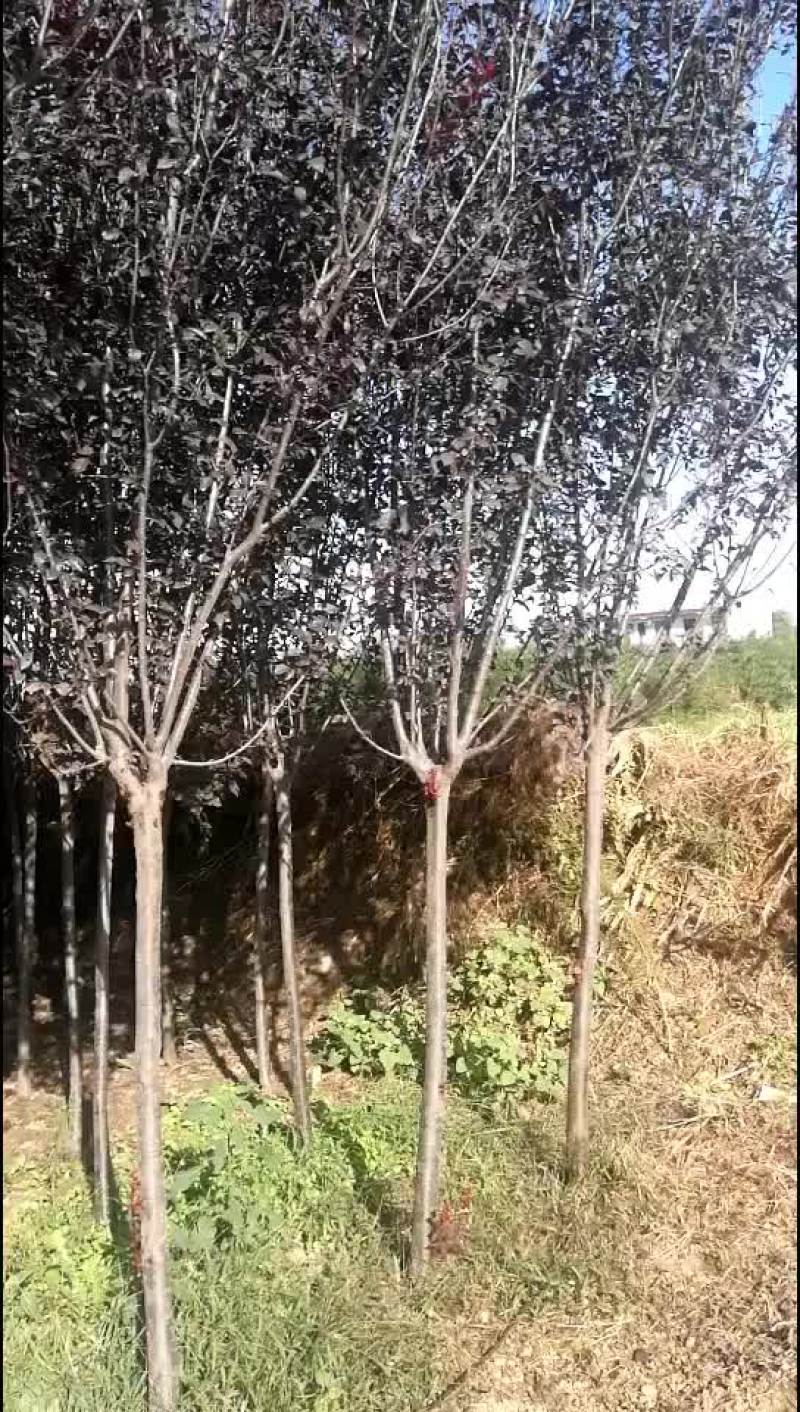 红叶李大量现货