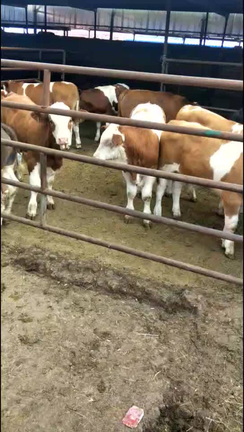 肉牛200至300
