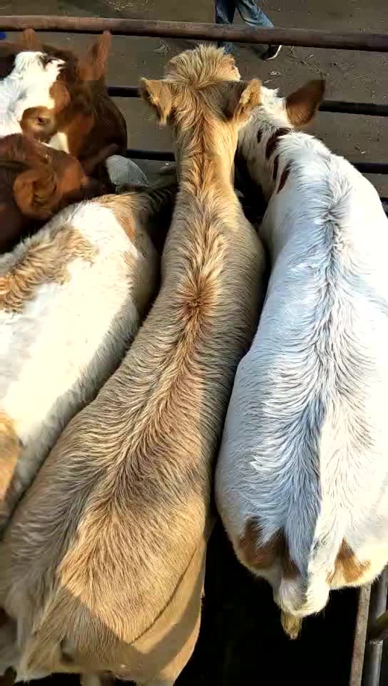 肉牛200至300