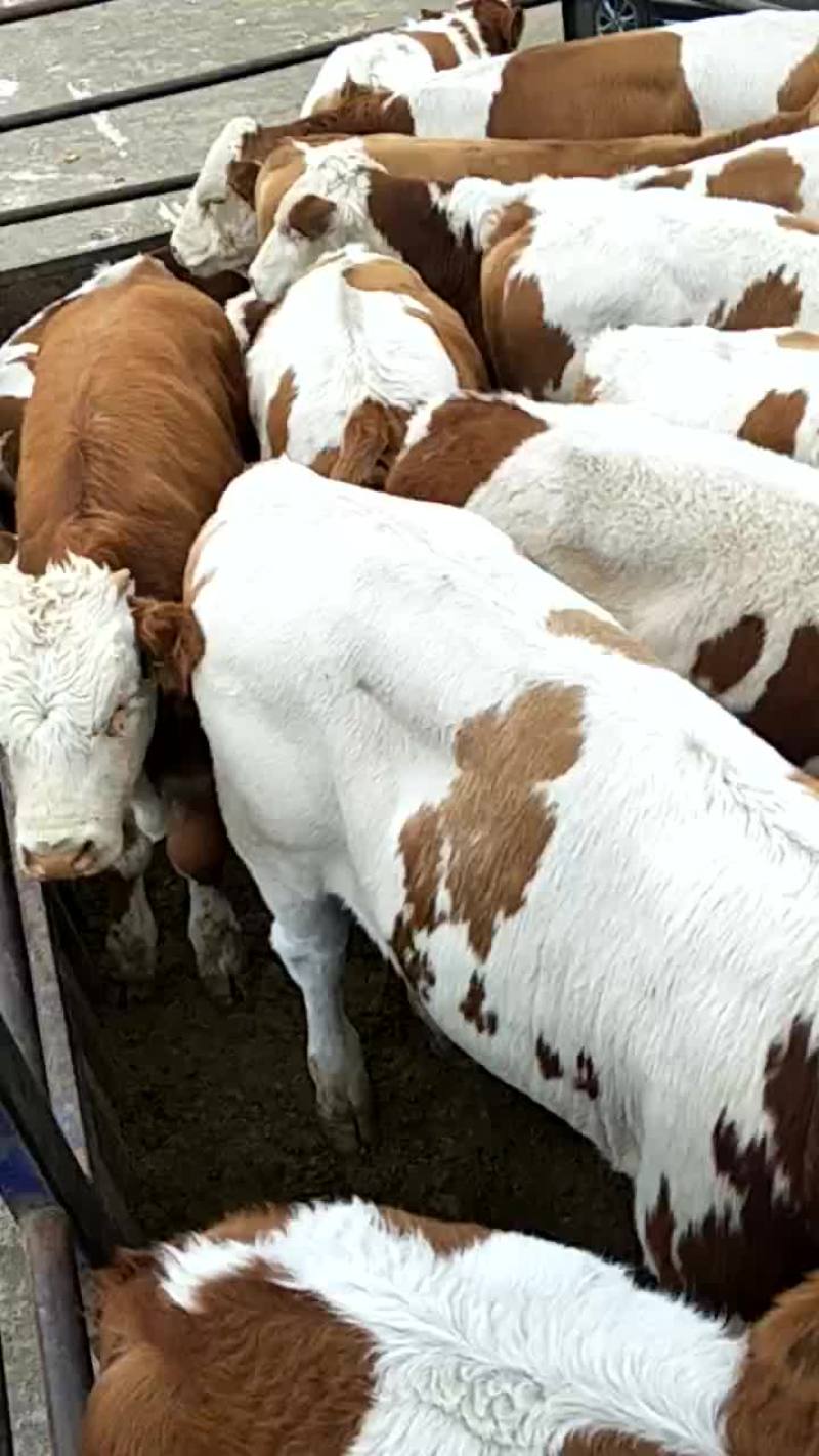 肉牛200至300