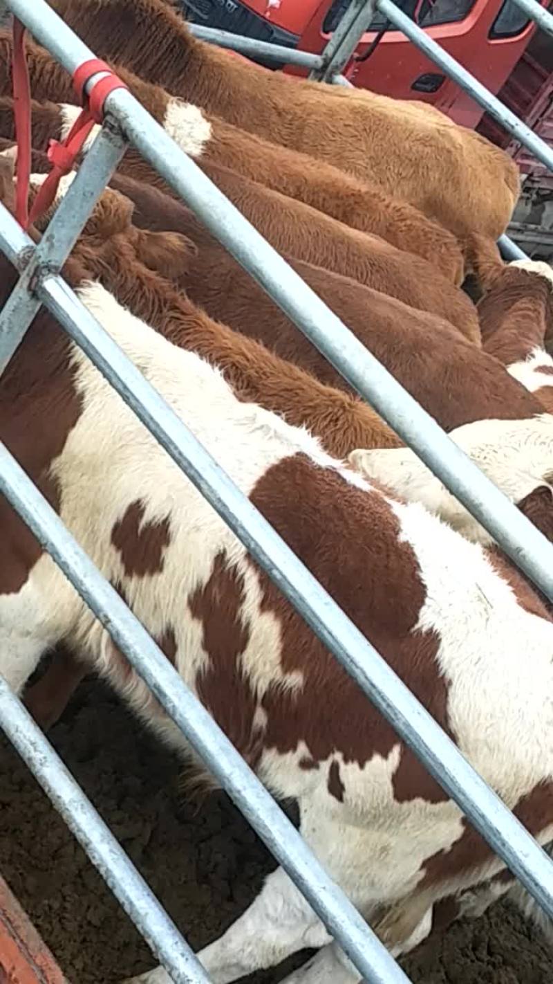 肉牛200至300
