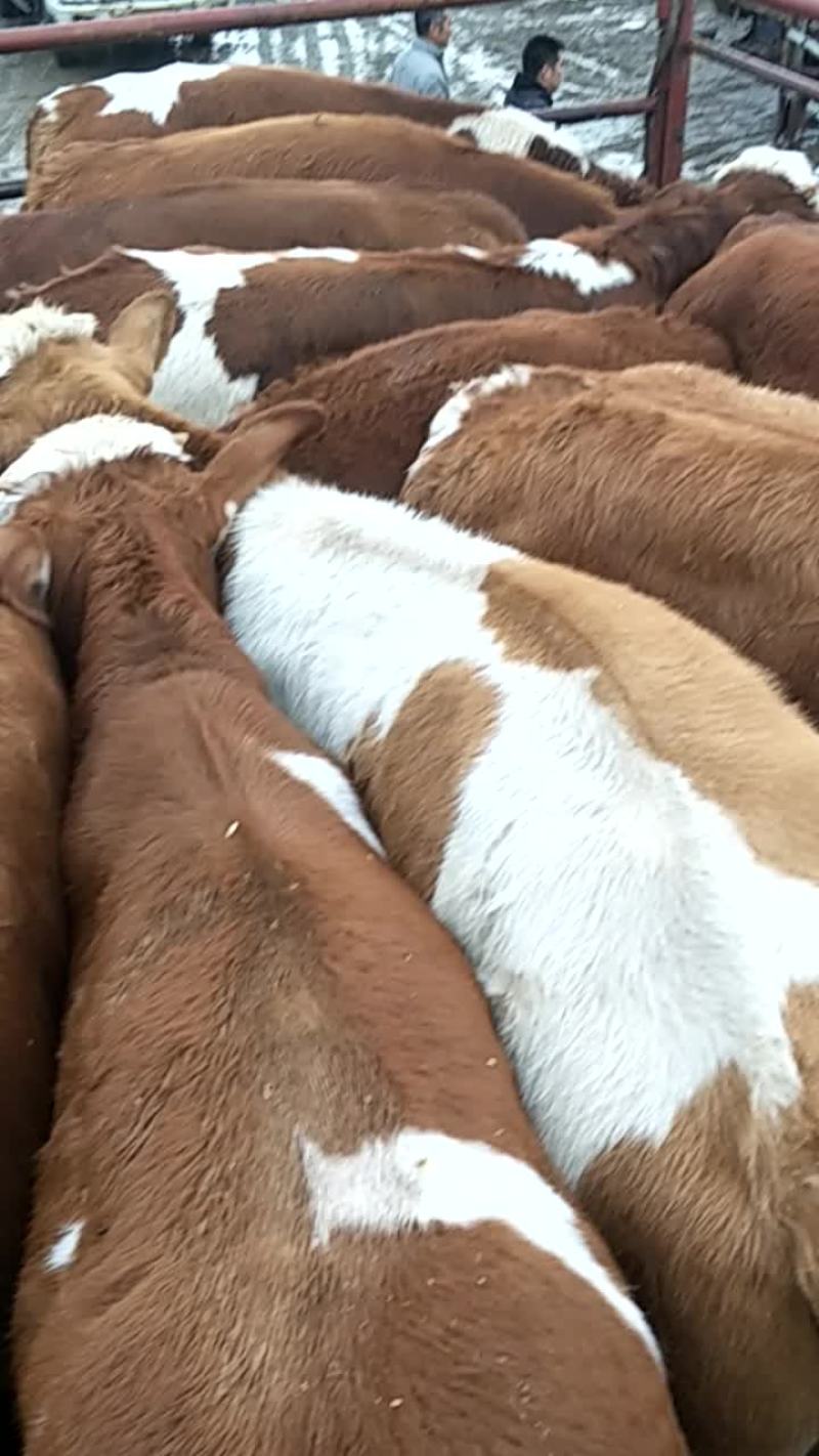 肉牛200至300
