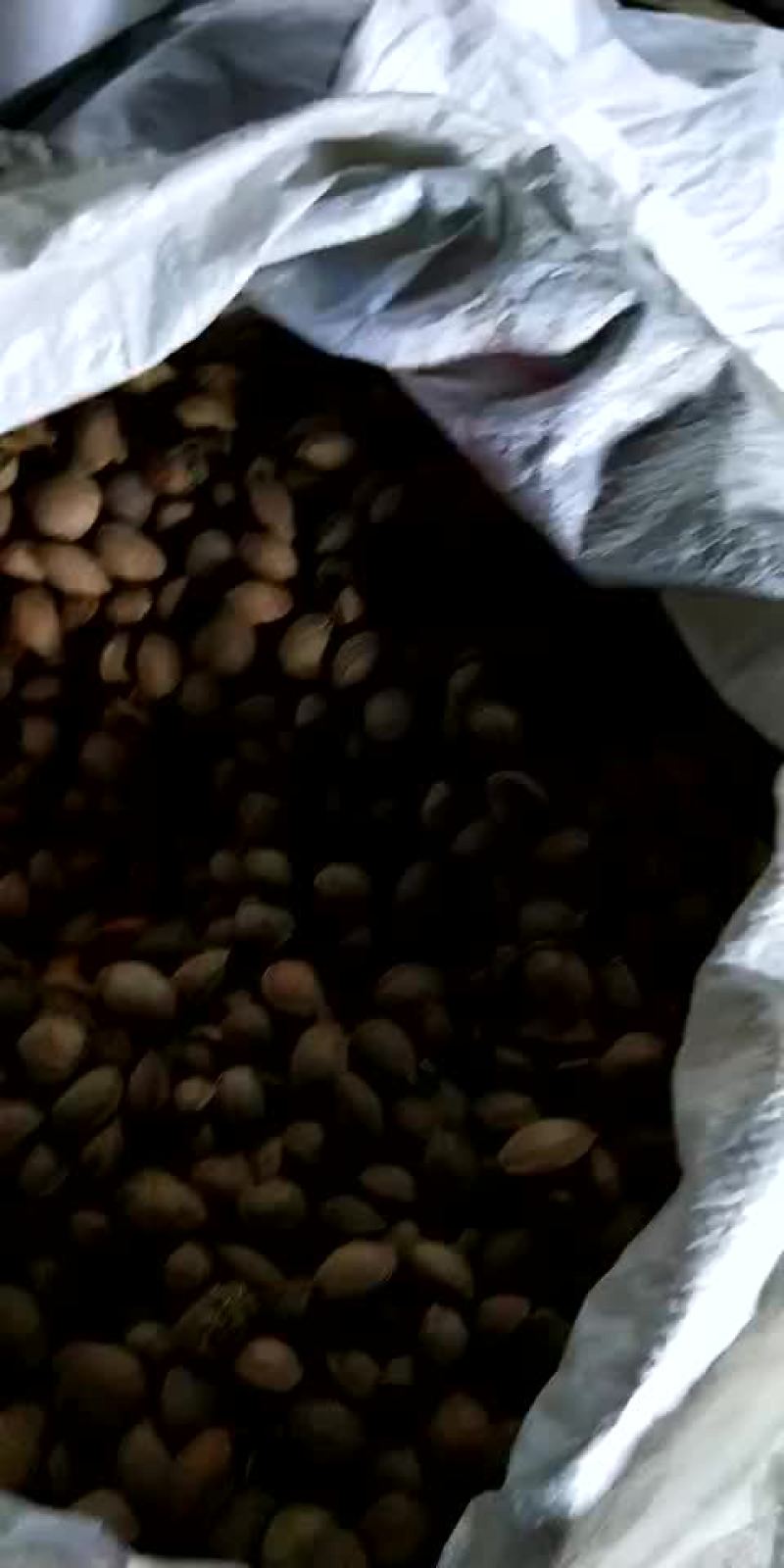 山桃仁通货