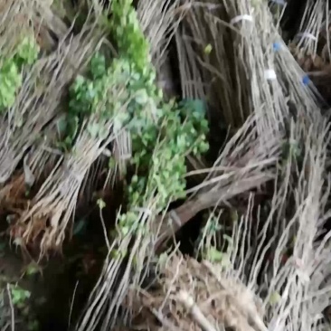 银杏苗，白果苗，规格齐全
