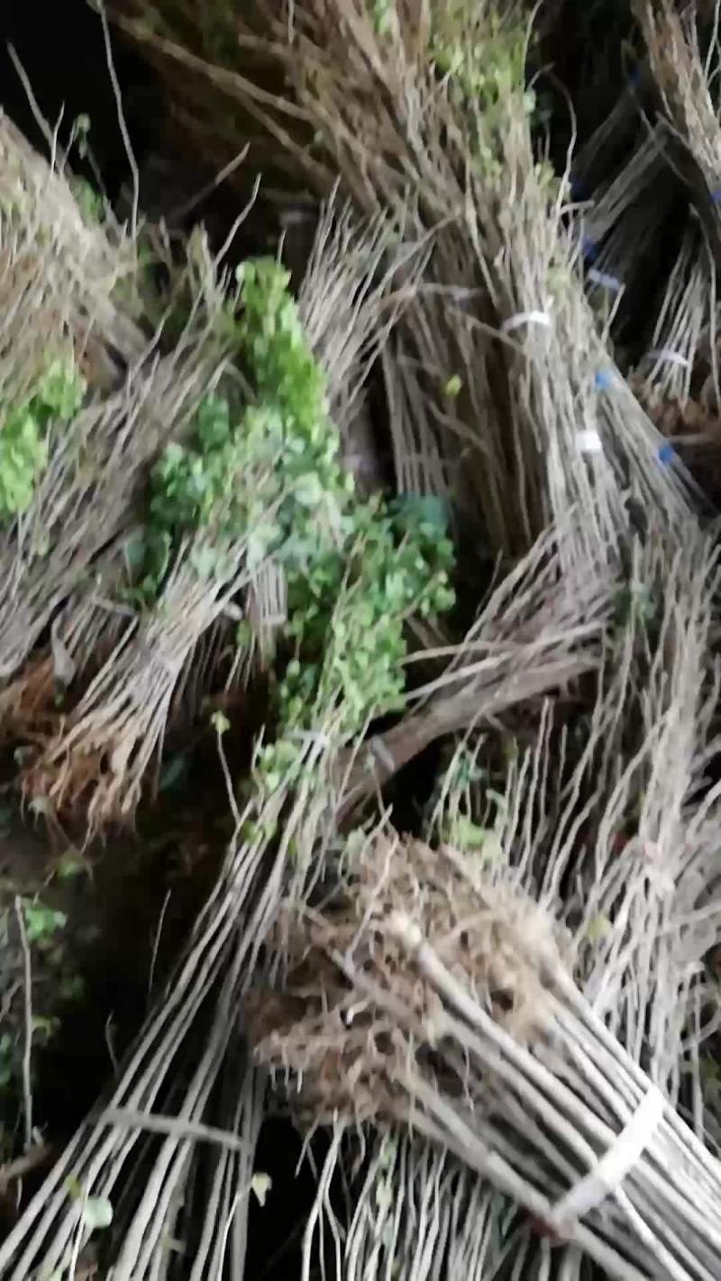 银杏苗，白果苗，规格齐全