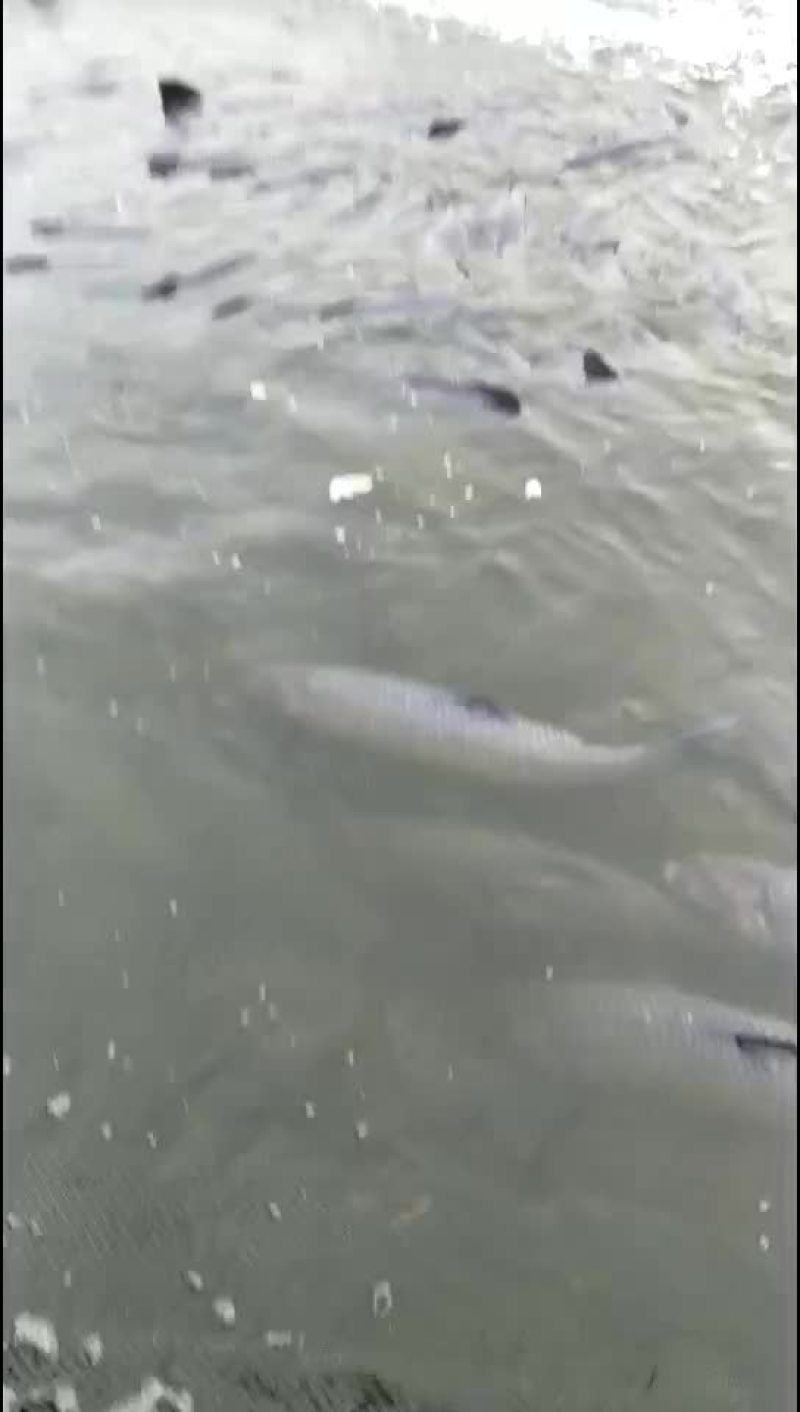 青鱼