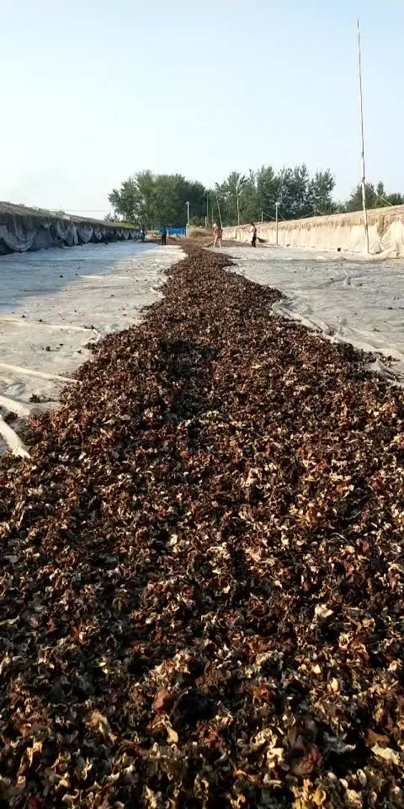 毛木耳，无根无料，肉厚，无根